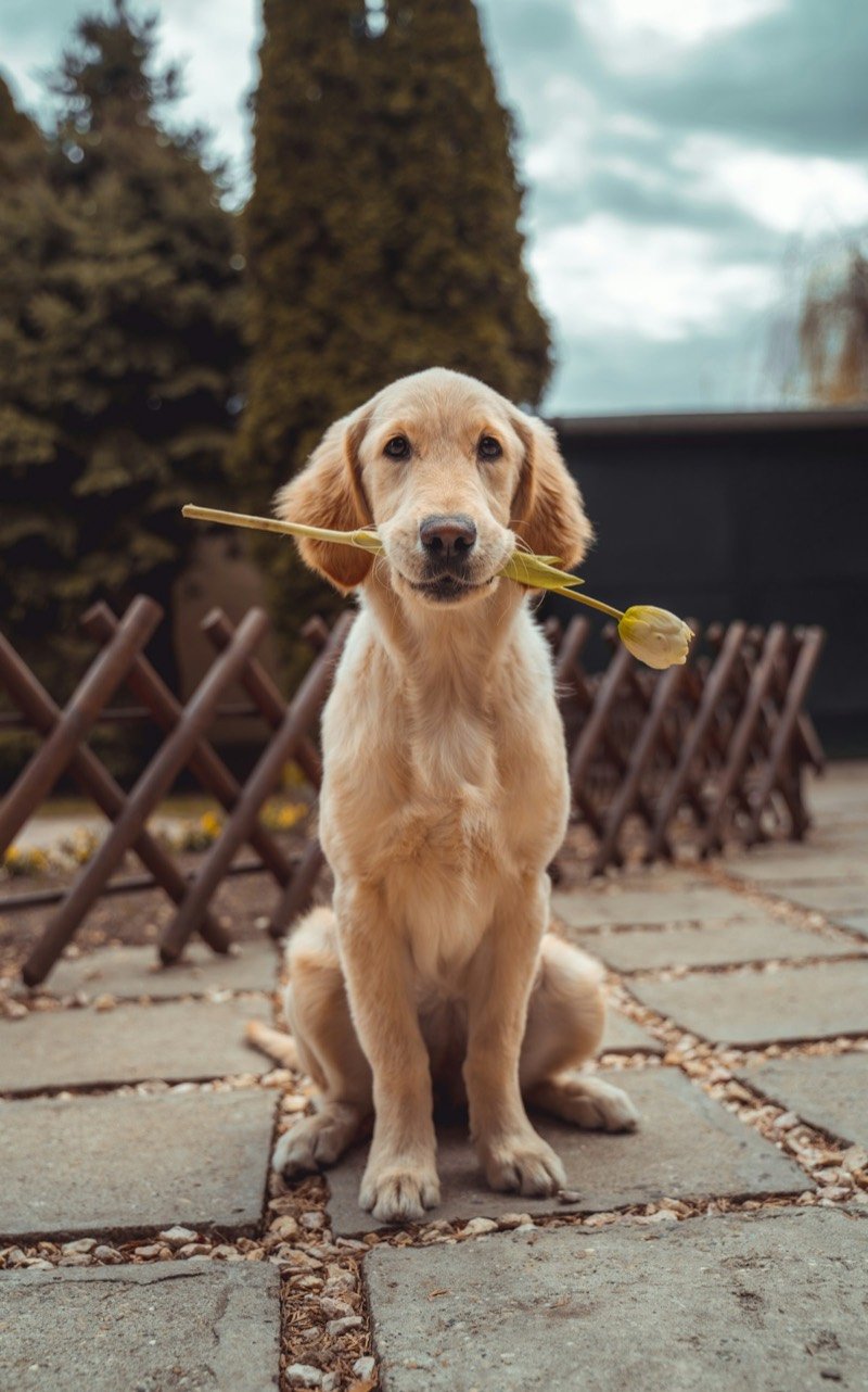 Chiot golden retriever assis tenant une tulipe dans sa gueule