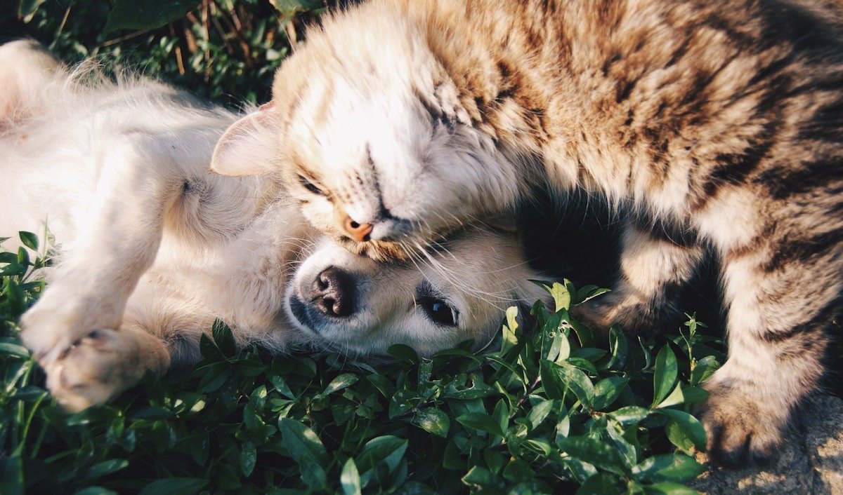 Un chien et un chat blottis l'un contre l'autre dans l'herbe au soleil