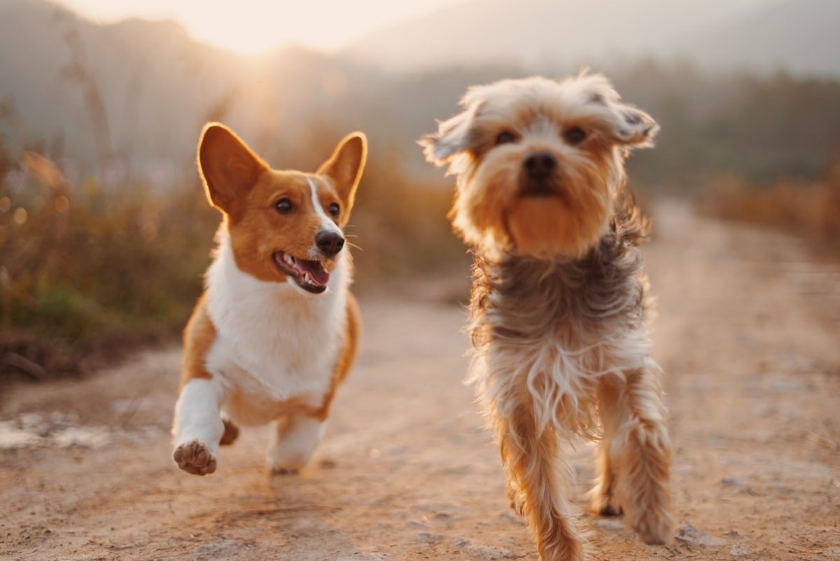 Deux chiens heureux courant sur un chemin au soleil couchant